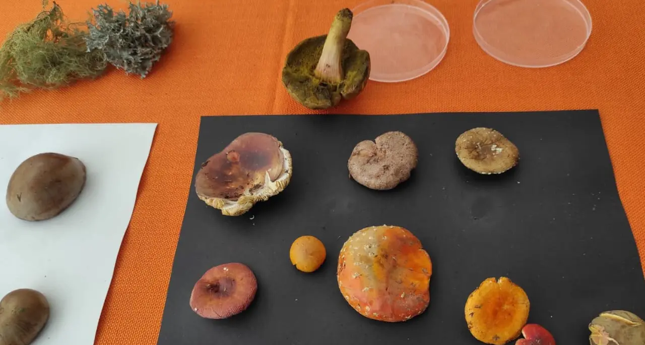 MICO-weekend sul Bondone, alla scoperta di funghi, miceli e biodiversità