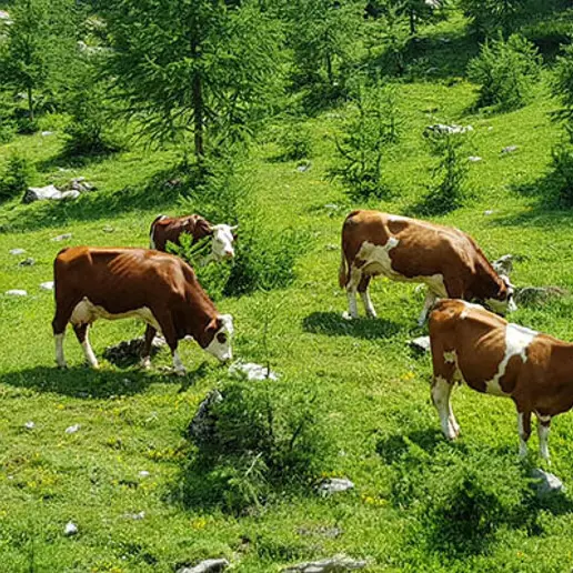 Maltempo e siccità, Coldiretti: «A pagare il prezzo più alto in Trentino è stato il fieno»