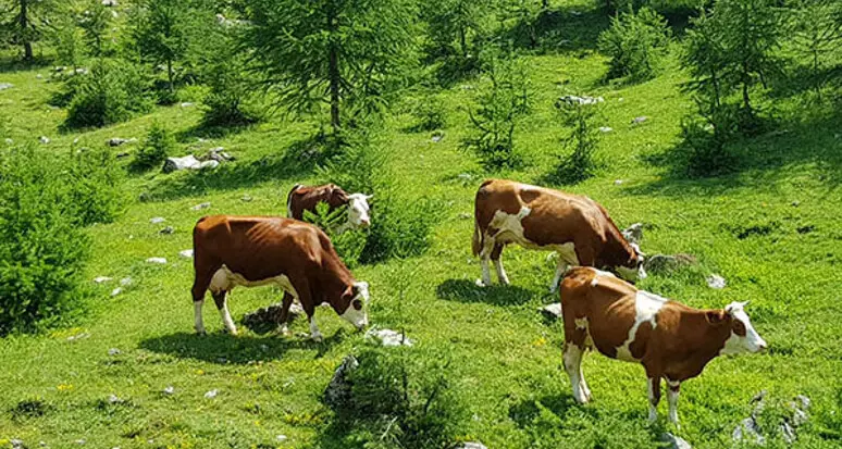 Maltempo e siccità, Coldiretti: «A pagare il prezzo più alto in Trentino è stato il fieno»