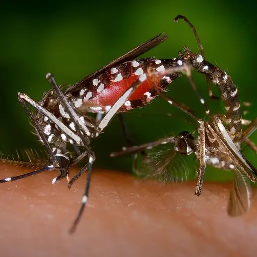 La lotta alle zanzare tigre non è finita: ancora disponibili i kit antilarvali