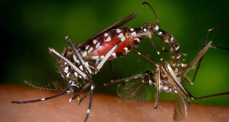 La lotta alle zanzare tigre non è finita: ancora disponibili i kit antilarvali