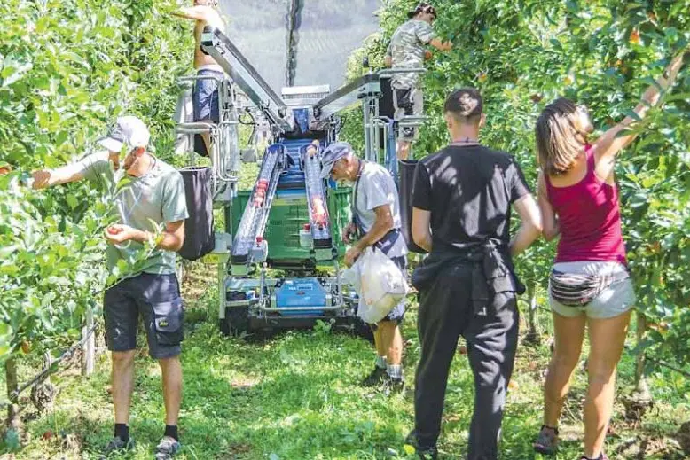 Mele, in Trentino la pioggia spinge l'annata