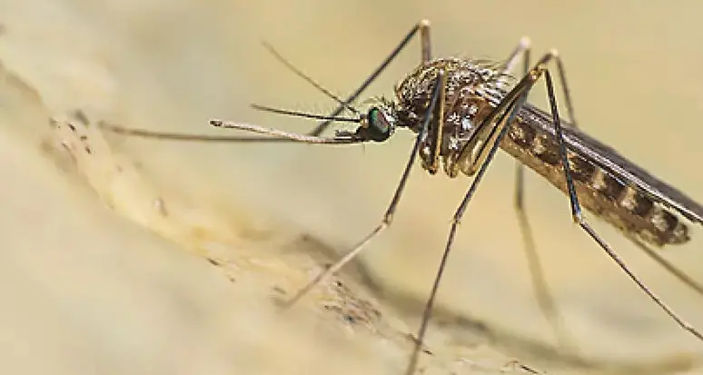West Nile, secondo caso notificato in Trentino: scattano i controlli sul sangue