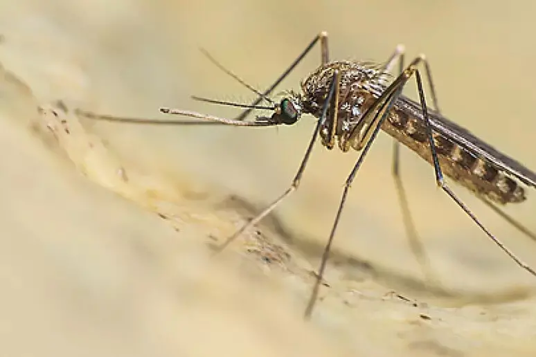 West Nile, secondo caso notificato in Trentino: scattano i controlli sul sangue