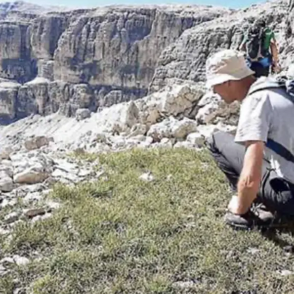 Il caldo fa sparire i fiori: «La flora alpina costretta a salire»