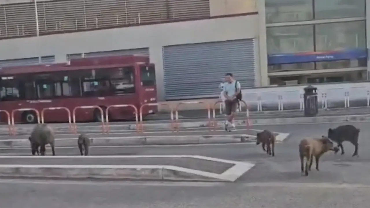 Roma, cinghiali \"a spasso\" alla fermata degli autobus di Prima Porta