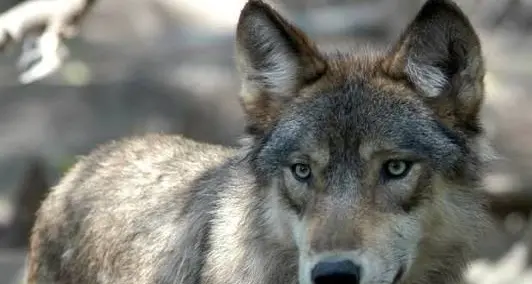 Abbattimento dei lupi: nuovo decreto in Alto Adige provoca le proteste animaliste