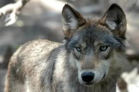 Abbattimento dei lupi: nuovo decreto in Alto Adige provoca le proteste animaliste