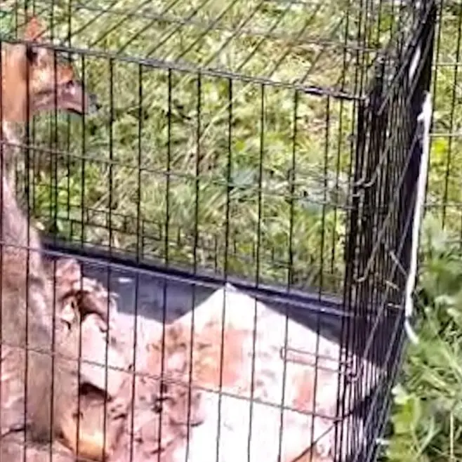 Sciacallo dorato in difficoltà recuperato a Tione e reimmesso in natura