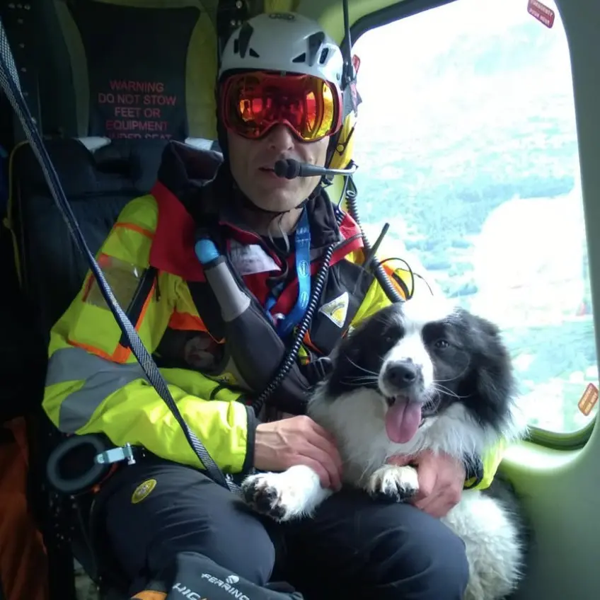 Addio Laspo, compagno fedele fino alla fine: il Soccorso Alpino piange il suo eroe