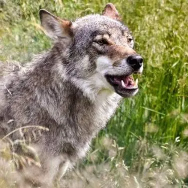 Marebbe, lupo ucciso dopo gli attacchi al bestiame