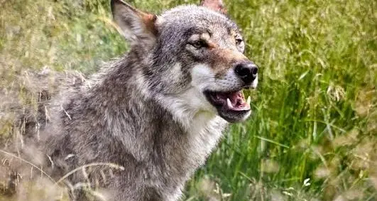 Marebbe, lupo ucciso dopo gli attacchi al bestiame