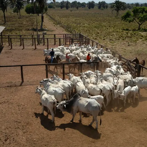 Stop alla Carne brasiliana, arriva la stretta Ue. Barbacovi: «Vittoria per i nostri allevatori»