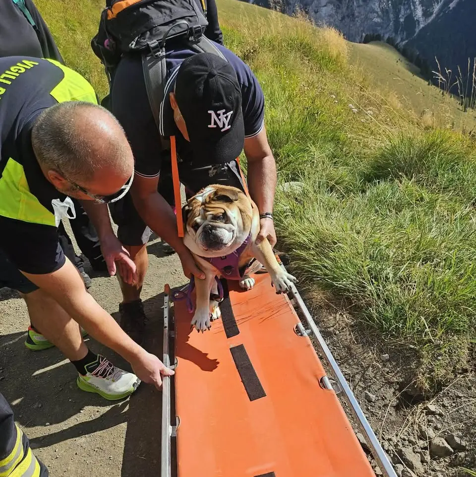 Cane stremato sul Viel dal Pan, il salvataggio dei vigili del fuoco di Canazei: «Non diciamo mai di no»