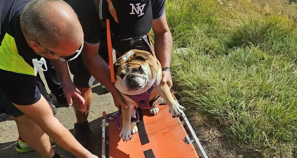 Cane stremato sul Viel dal Pan, il salvataggio dei vigili del fuoco di Canazei: «Non diciamo mai di no»