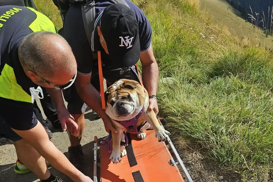 Cane stremato sul Viel dal Pan, il salvataggio dei vigili del fuoco di Canazei: «Non diciamo mai di no»