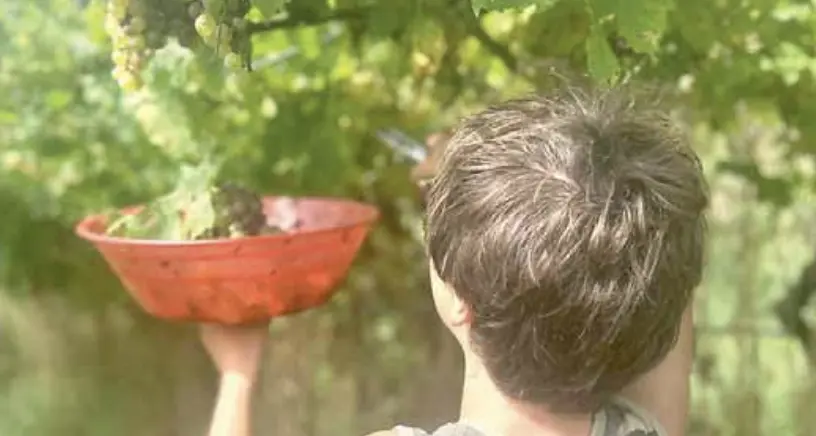 La gioia della vendemmia per dodici ragazzi autistici