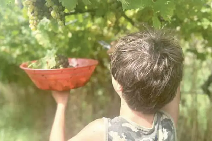 La gioia della vendemmia per dodici ragazzi autistici