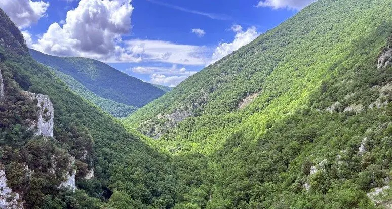 Il verde delle Alpi cresce, ma le piante alpine sono a rischio