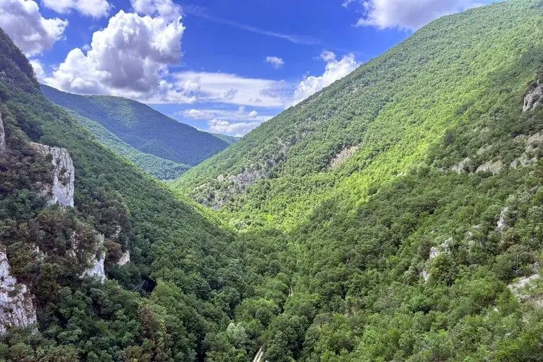 Il verde delle Alpi cresce, ma le piante alpine sono a rischio