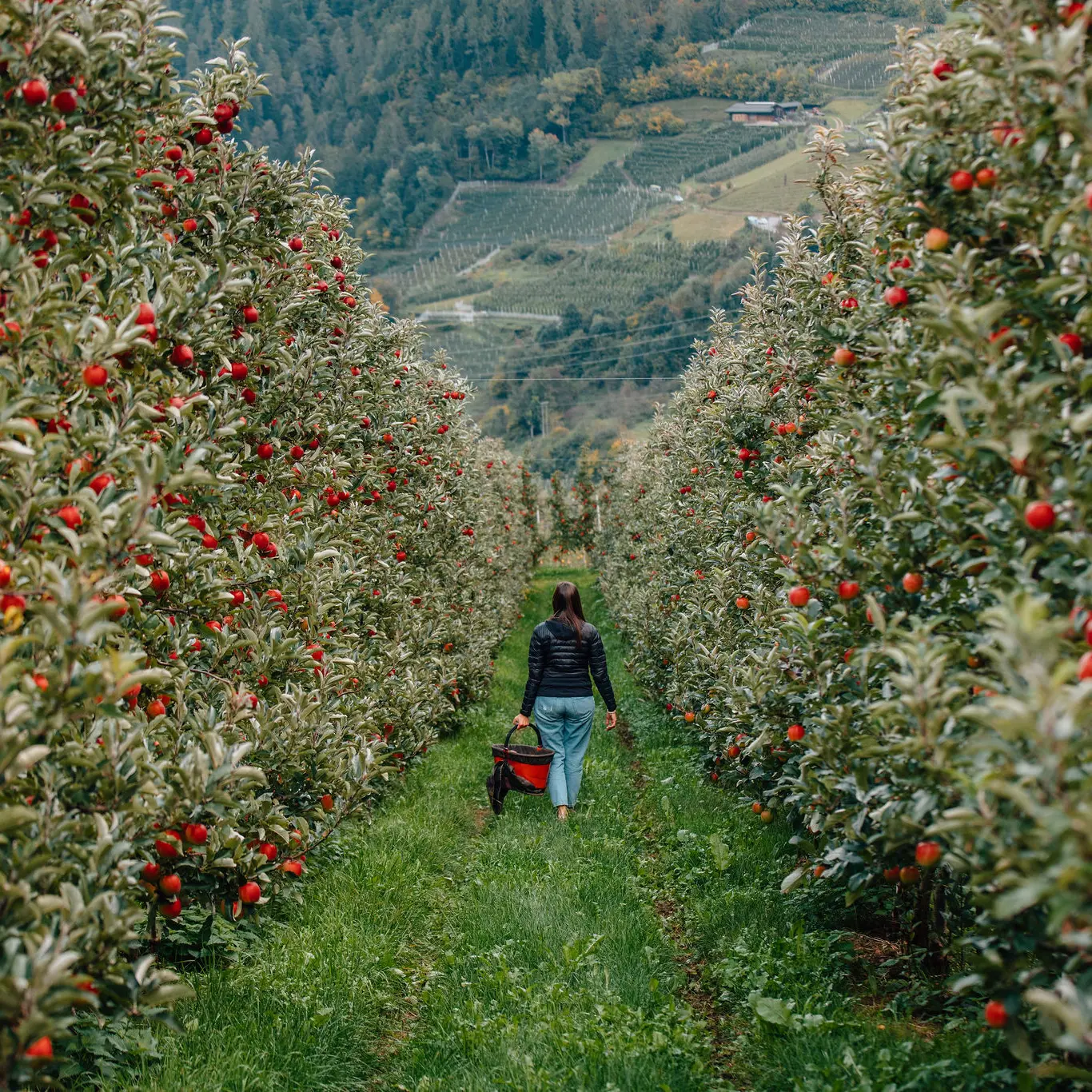MelaColgo, nei meleti della Val di Non e della Val di Sole per vivere la raccolta delle mele