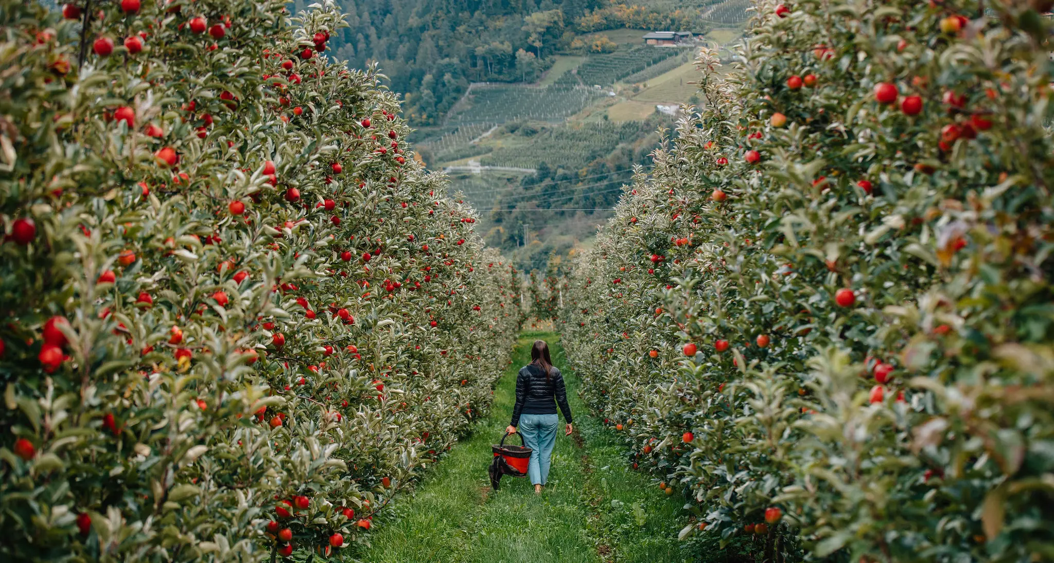 MelaColgo, nei meleti della Val di Non e della Val di Sole per vivere la raccolta delle mele