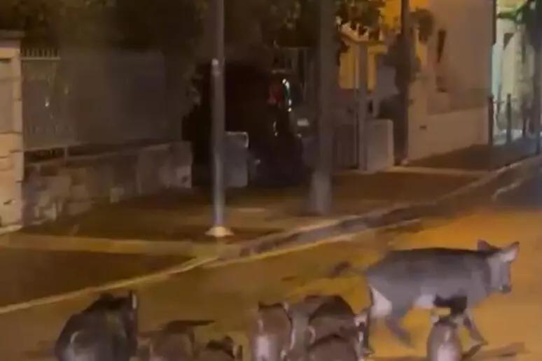 Garda, catturato un branco di 18 cinghiali: «Mai così tanti in un intervento»