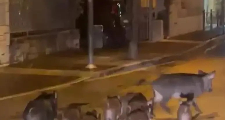 Garda, catturato un branco di 18 cinghiali: «Mai così tanti in un intervento»