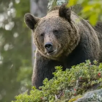 Orso sul Bondone, 27 interventi della Forestale in agosto: «Nessun comportamento pericoloso»