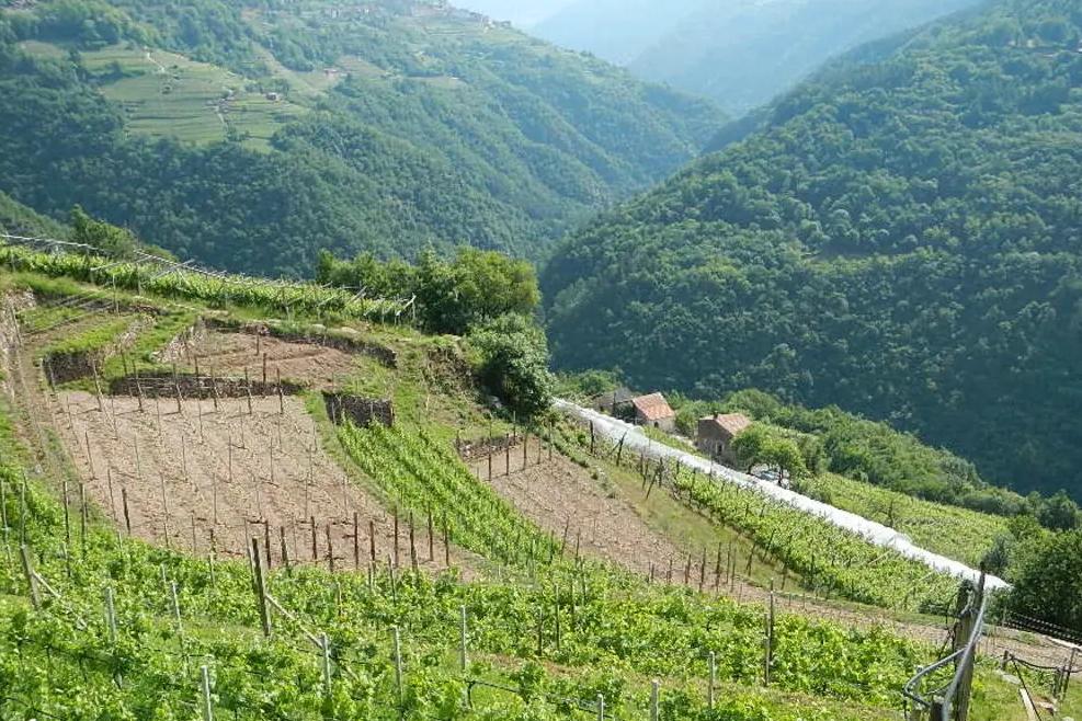 В Trentino спустя четыре года закон о поддержке малых ферм так и не вступил в силу