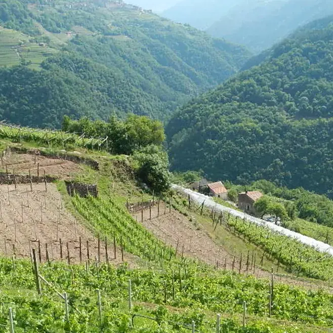 Piccole produzioni locali, quattro anni di attesa: Calzà attacca la Giunta