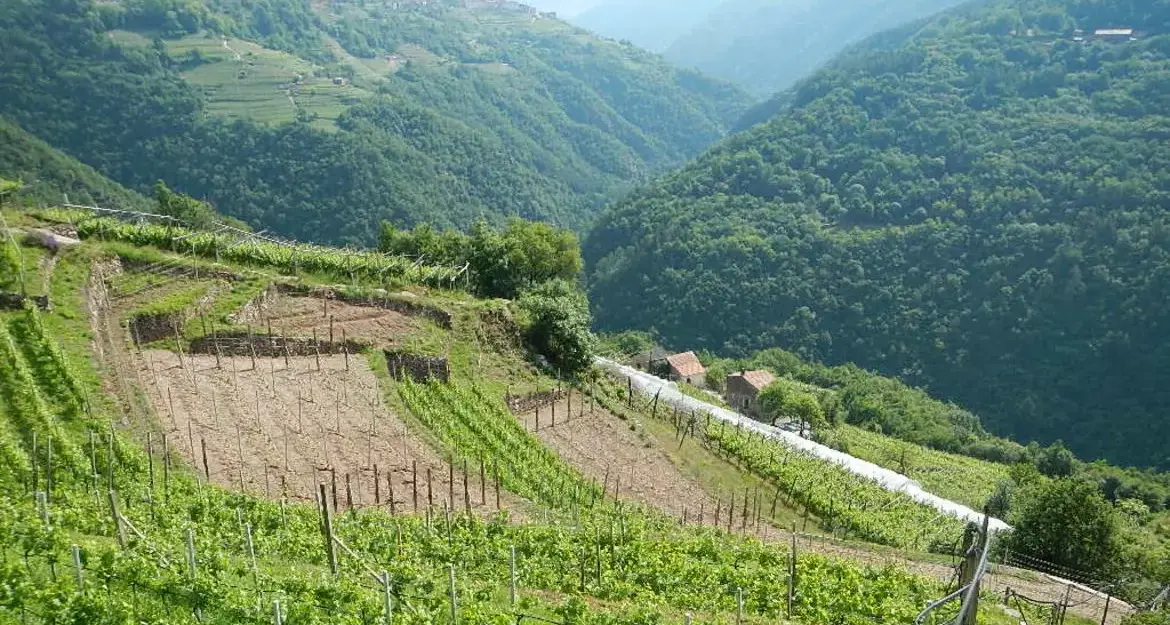 Piccole produzioni locali, quattro anni di attesa: Calzà attacca la Giunta