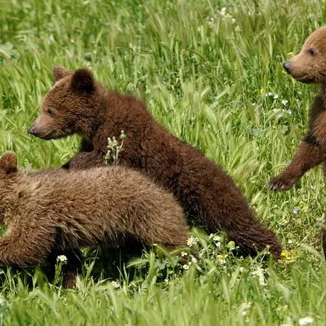 Allarme orso in Val Badia, ma era solo un gatto nero
