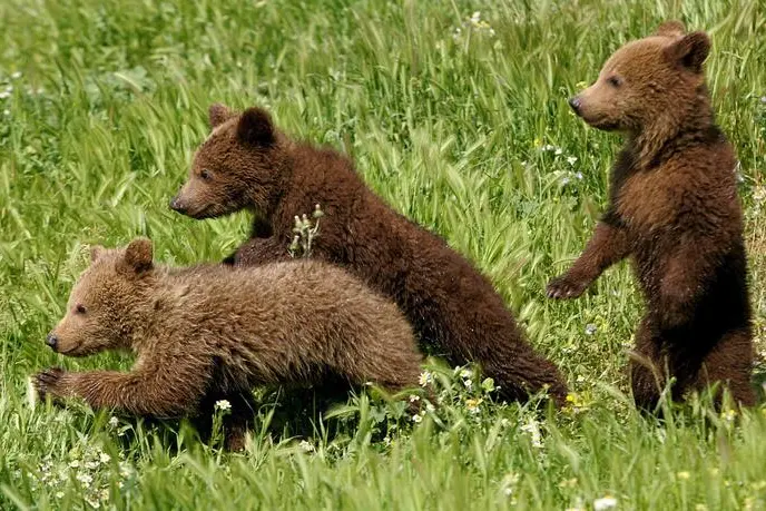 Allarme orso in Val Badia, ma era solo un gatto nero
