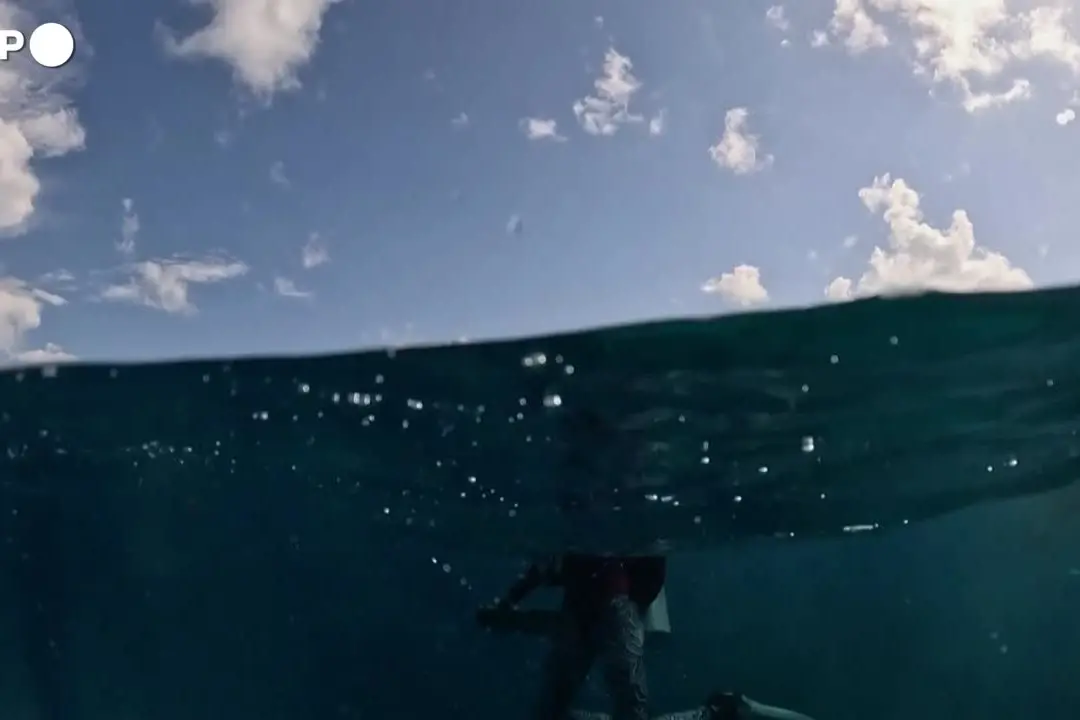 Florida, scienziati piantano coralli più resistenti al riscaldamento degli oceani