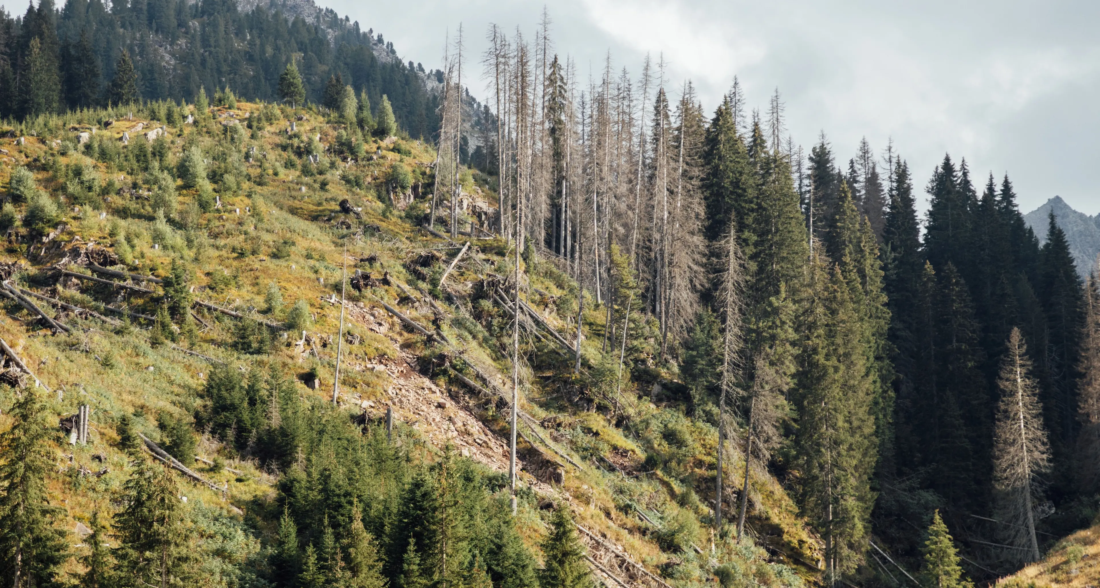 Val di Fiemme, dalle ferite di Vaia nasce la “Foresta delle Stelle”: 15 mila nuovi alberi