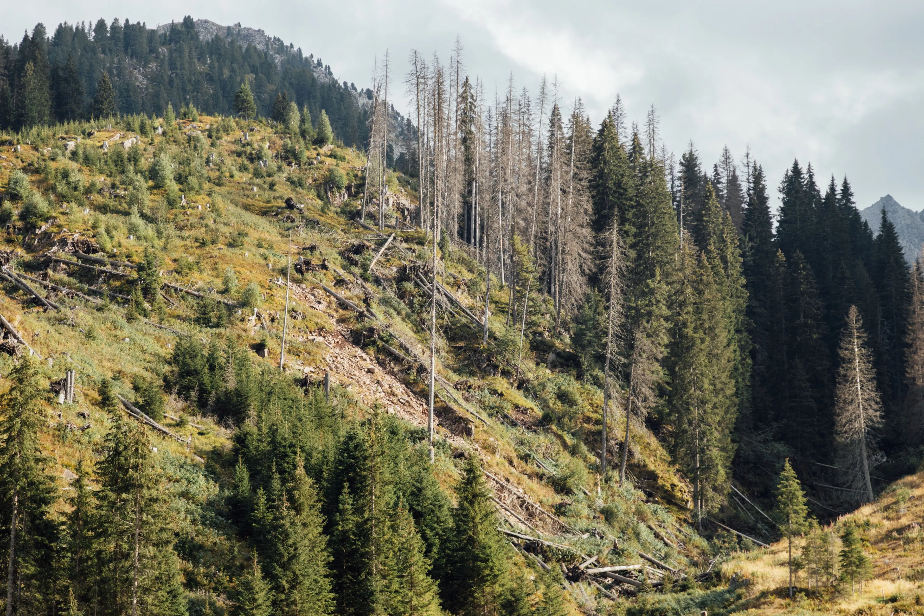 Val di Fiemme, dalle ferite di Vaia nasce la “Foresta delle Stelle”: 15 mila nuovi alberi