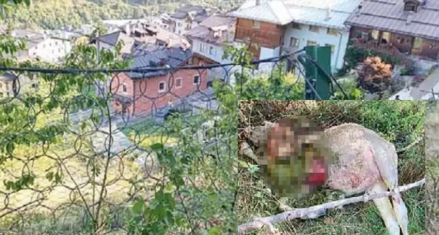 Predatori, allarme in Val di Sole: due bovini uccisi a pochi metri dalle abitazioni