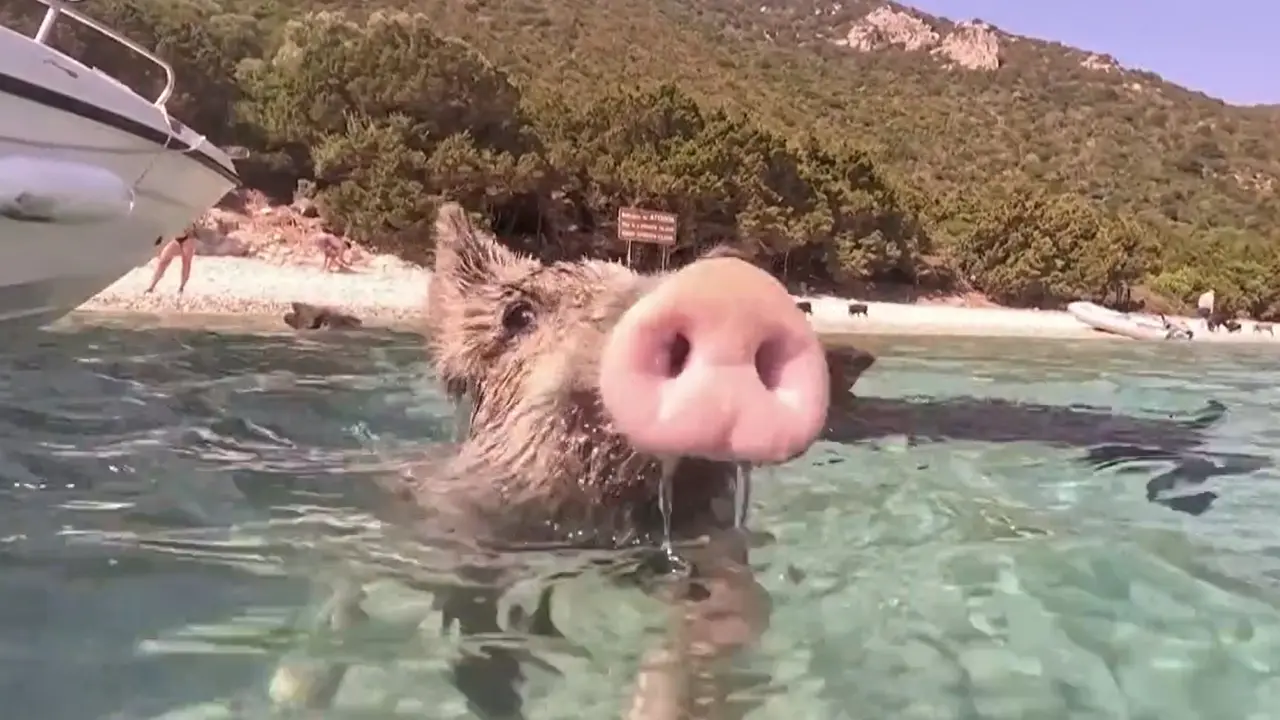 Grecia, al mare con maiali e maialini (golosi ed eccellenti nuotatori)