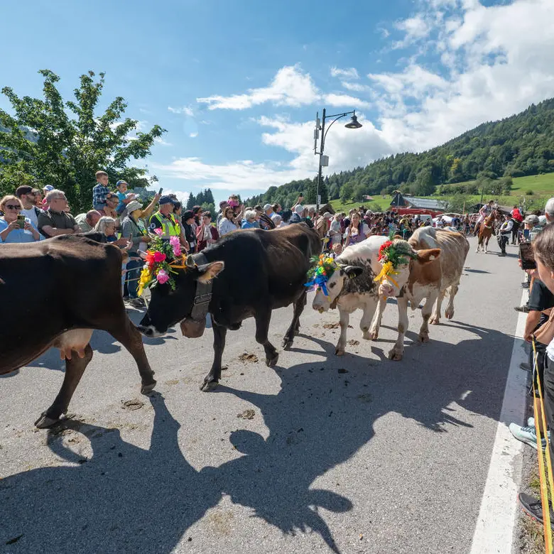 Desmalgada, festa da record a Boniprati: migliaia di persone per il ritorno delle malghe