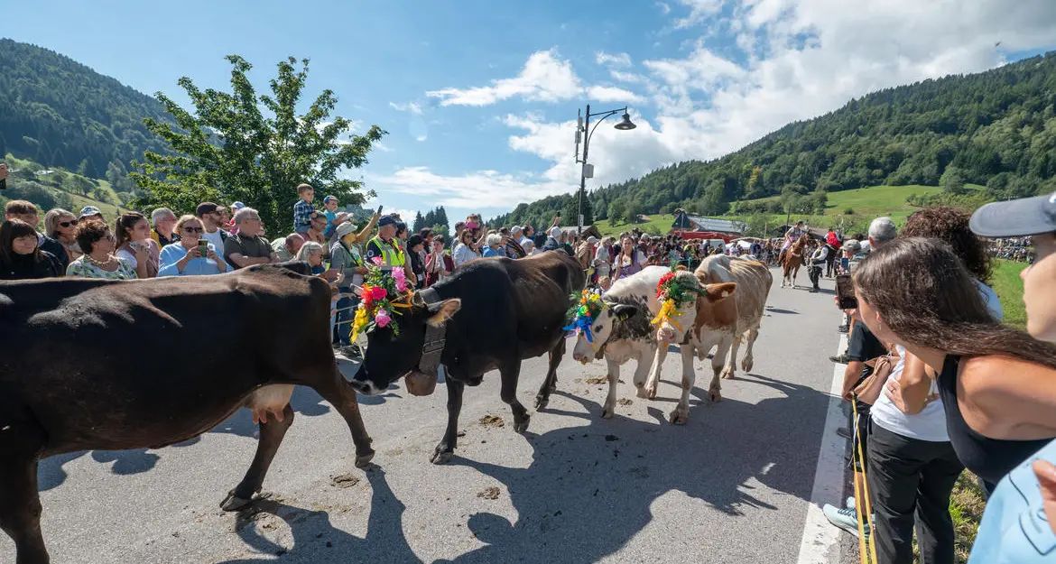 Desmalgada, festa da record a Boniprati: migliaia di persone per il ritorno delle malghe