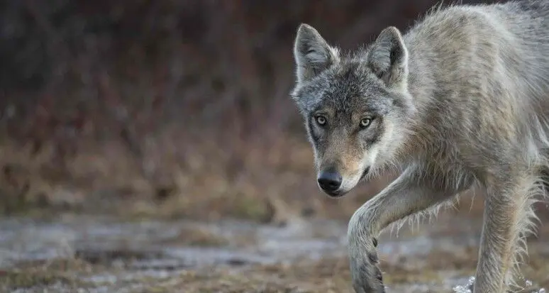 Il Tar blocca l'abbattimento del terzo lupo in Alto Adige
