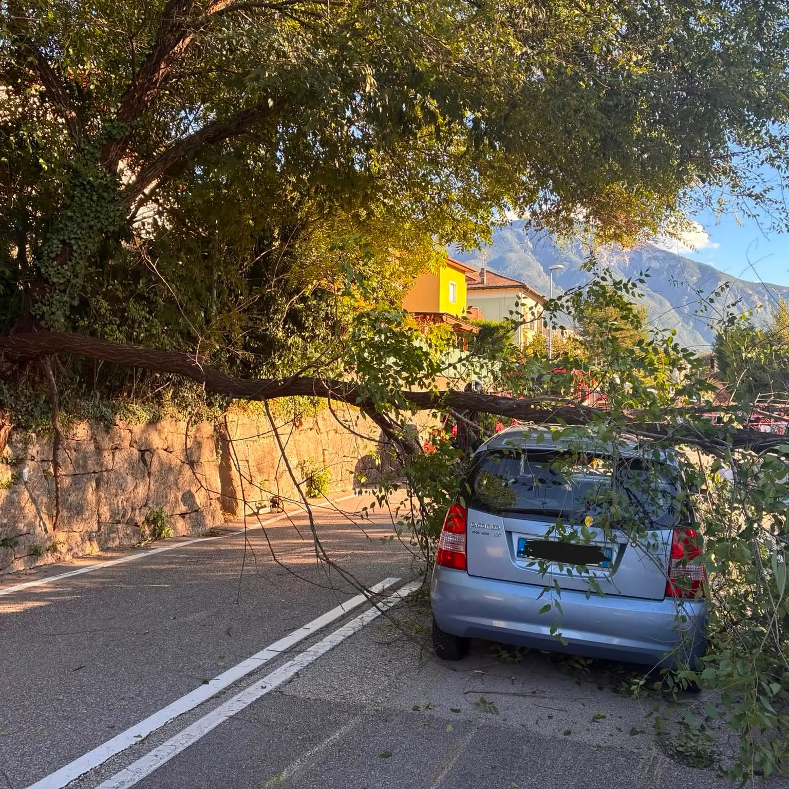 Albero crolla sulla strada a Madonna Bianca: traffico in tilt