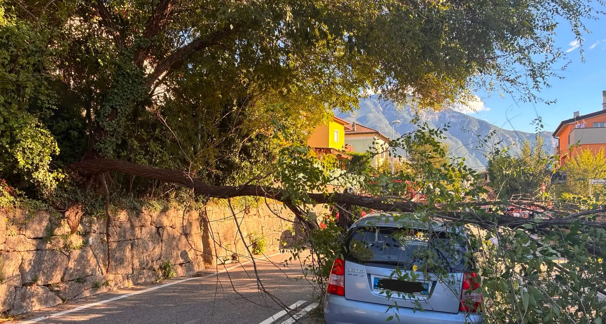 Albero crolla sulla strada a Madonna Bianca: traffico in tilt
