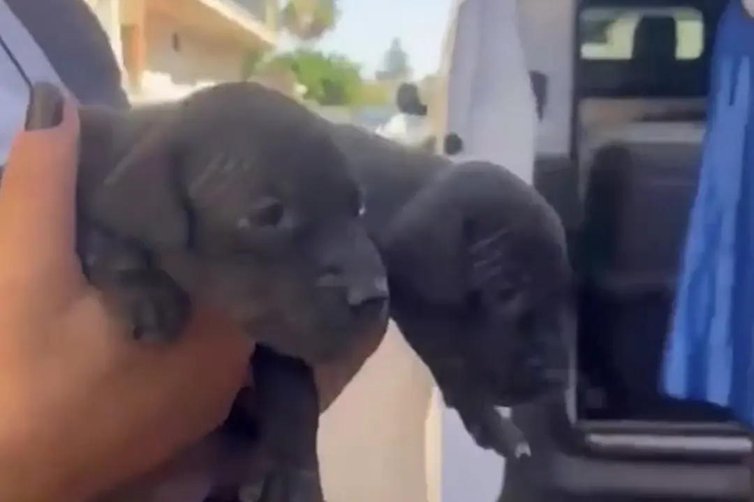 Recuperati 13 cani costretti ai combattimenti, sei indagati a Gela
