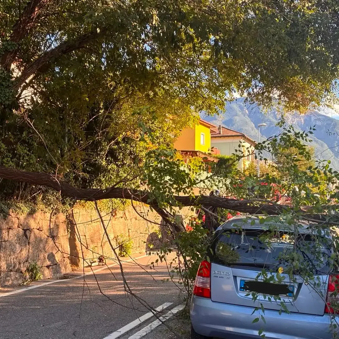 Ramo caduto su un’auto, Demattè: «Pericolo segnalato da maggio»