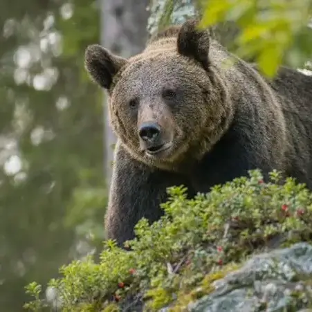 Grandi carnivori in Trentino: -16% di danni in un anno, ma 21 attacchi ai bovini