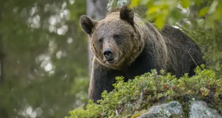 Grandi carnivori in Trentino: -16% di danni in un anno, ma 21 attacchi ai bovini