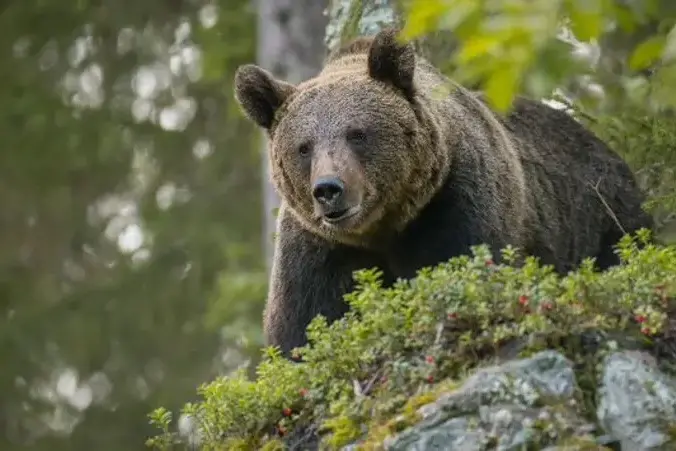 Grandi carnivori in Trentino: -16% di danni in un anno, ma 21 attacchi ai bovini