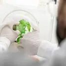 Cimice asiatica e Drosophila, alla FEM la sfida contro le specie invasive